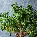 Casa Da 펜션 아르코다카헤타