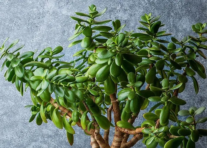 Casa Da Сasa de vacaciones Arco da Calheta (Madeira)